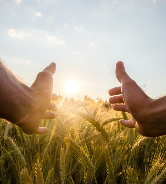 man-cupping-sun-with-his-hands-wheat